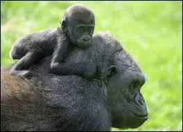 Quel est le petit du gorille ?