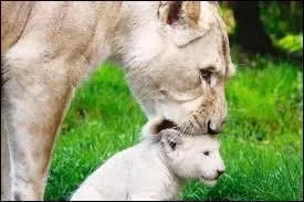 Quel est le petit de la lionne ?