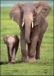 Quel est le petit de l'éléphante ?