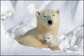 Quel est le petit de l'ours ?