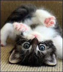 Quel est le petit du chat ?