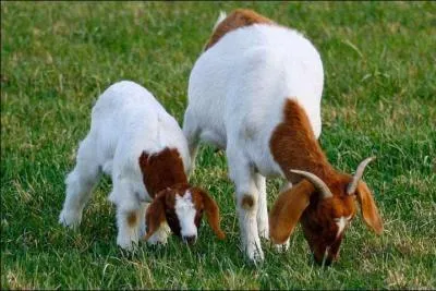 Quel est le petit de la chèvre ?