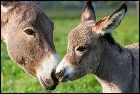 Quel est le petit de l'âne ?