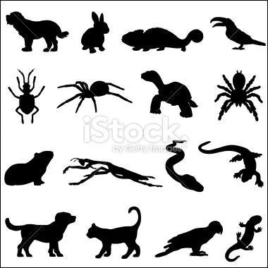 Combien comptez-vous d'insectes sur l'image ?