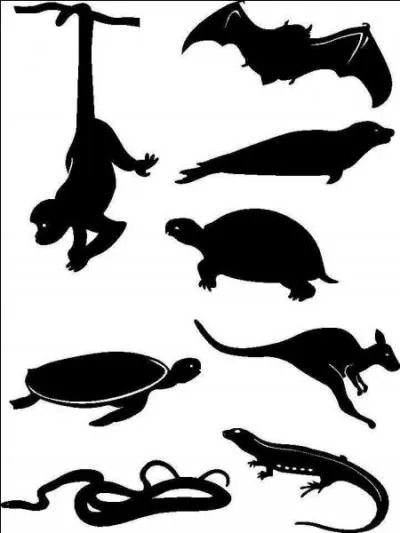 En haut à gauche, il y a un singe, sur quel continent vit-il ?