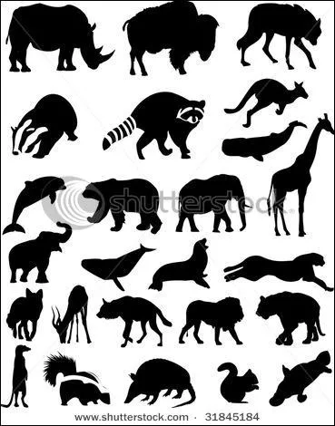 L'un de ces animaux, visible sur l'image, peut vous inoculer un venin !