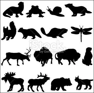 L'un de ces animaux, visible sur l'image, ne connaît que la marche avant, la marche arrière lui est interdite, il ne peut pas reculer, où le situez-vous sur l'image ?