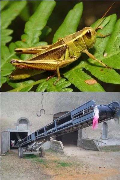 Ils portent tous les deux le nom de "sauterelle".