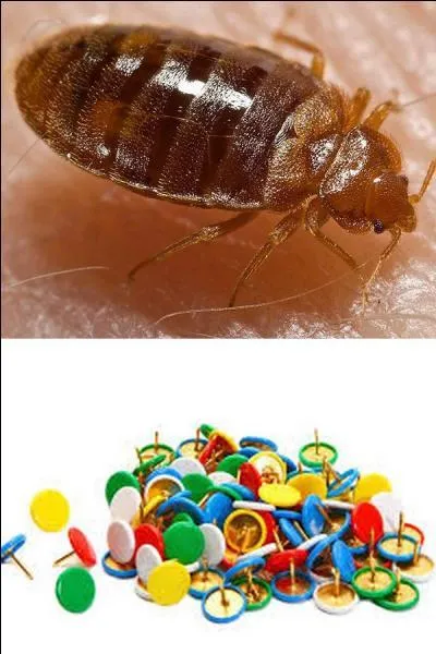 Ils portent tous les deux le nom de "punaise".