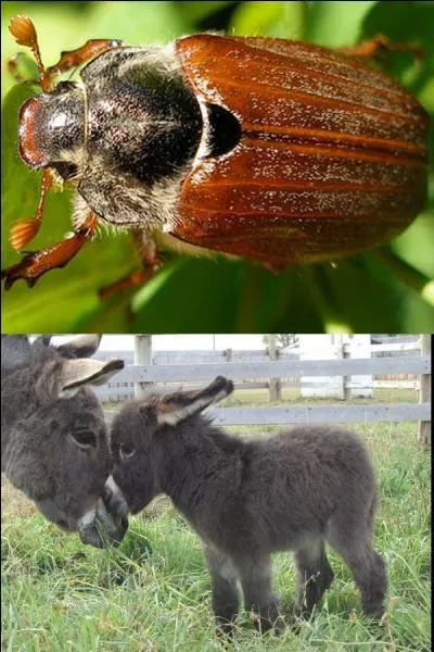 Le "melolonthinae" ou "hanneton" est un parasite de l'âne.