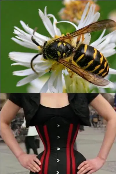 L'expression "taille de guêpe" fait référence à un type de silhouette féminine, généralement possible grâce au port d'un corset, d'une gaine ou d'une guêpière.