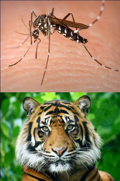 Le "moustique tigre" est également appelé moustique du chikungunya ou moustique de la dengue.