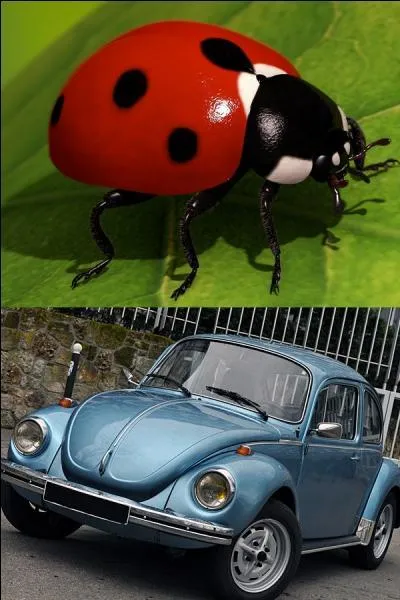 Ils portent tous les deux le nom de "coccinelle".