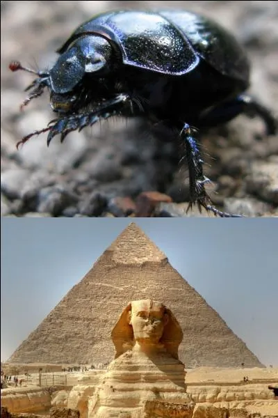 Pour les Égyptiens, le scarabée est le symbole du soleil levant, il favorise la vie et la fertilité.