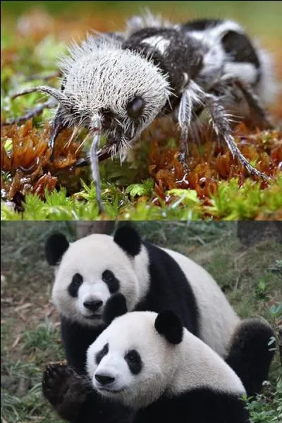 Cette fourmi est une "fourmi panda".