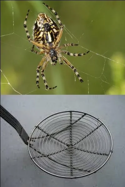 Ils portent tous les deux le nom d'"araignée".