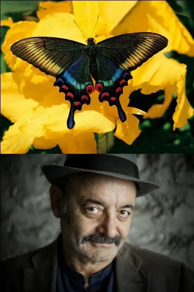 Louis Chedid nous chante "Papillon" en 1996.