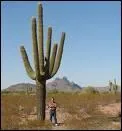 Combien de litres d'eau peuvent tre contenus par les plus grands cactus ?