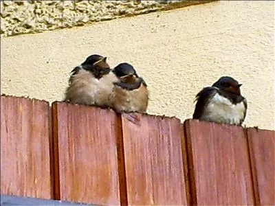 Quel est le nom de ces oiseaux ?
