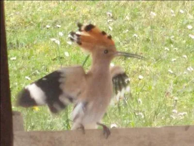 Comment s'appelle ce que cet oiseau a sur la tête ?