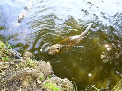 Comment s'appelle cet animal ?