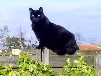 Quelle est la couleur de ce chat au soleil ?