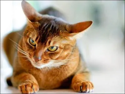 Qu'en est de celle-ci ?