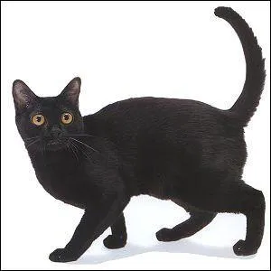 Mais cette race alors ?