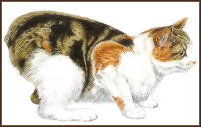 Ce chat ? C'est un ...