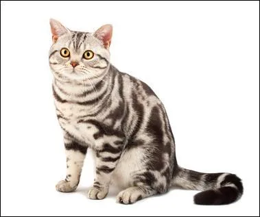 Celui-ci ? Il y est bien ressemblant à d'autres chats !