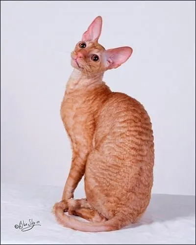 Ah non ! C'est un peu court, jeune homme ! Voyons. Quelle est cette race ?