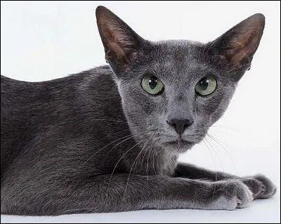 Ce chat ressemble beaucoup à Étoile Bleue et sa fille, Patte de Brume, de "La Guerre des clans" ! Mais quelle est sa race ?