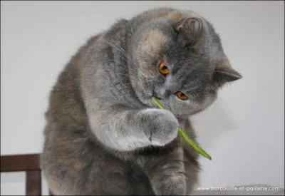 Encore "La Guerre des clans" ! Bonjour Croc Jaune. Quelle est cette race ? (attention, piège)