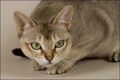 Chat, chat, chat... Je vous aime ! De quelle race s'agit-il ?