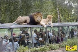Aujourd'hui, je vais aller voir des lions au zoo !