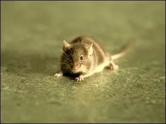 Si vous avez vu 'La ligne verte' ( un excellent film), vous aurez certainement reconnu, cette souris. C'est...