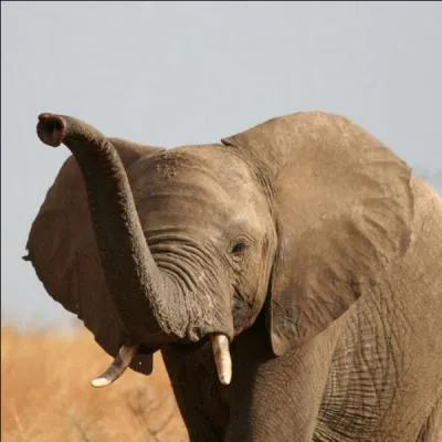 Quel est le continent de cet éléphant ?