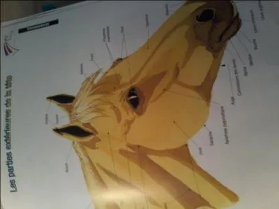 Où se situe la parotide ?