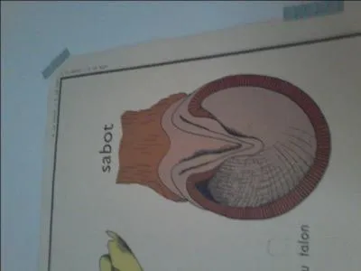 Qu'est-ce que le sabot ?