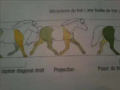 Quelle est la vitesse du trot pour un cheval ?