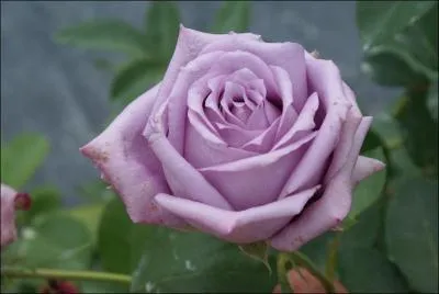 En France, que célèbre-t-on le premier dimanche de mars ? Lien pour clip de Nicoletta !