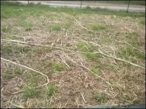 En février que fait l'herbe ?