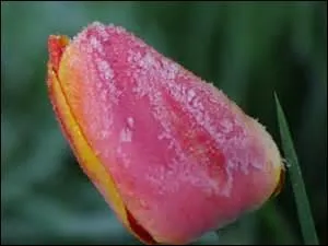 Que risque-t-on en mai si en mars il y eut du brouillard ?