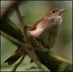 Au sept d'avril, qui chante après le coucou ?