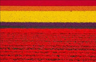 En cas d'allergie aux fleurs, vous êtes mal parti, François !