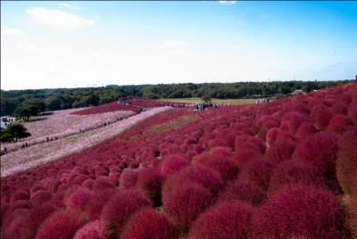 Ici, pas de trucage ni de filtre coloré : quelles sont ces plantes ?