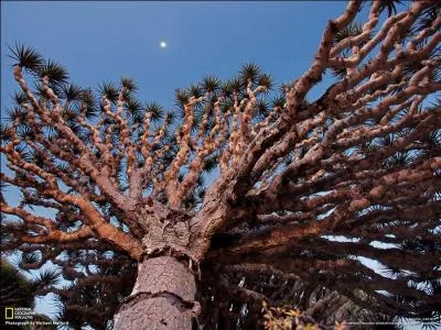 Je vous présente l'artichaut géant de Sumatra !