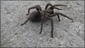 Et pour finir, quelle est cette araignée ?