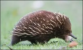 Quel est cet animal ?