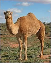 Quel est cet animal qui vit dans le désert ?